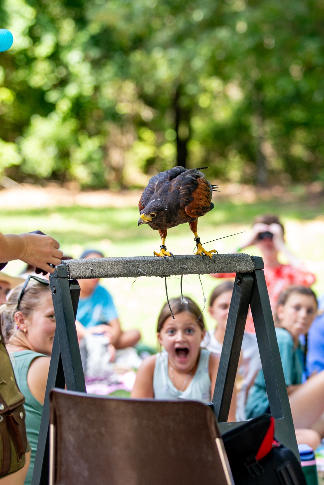 Wide-eyed camper watching a hawk up close at a birds-of-prey demonstration