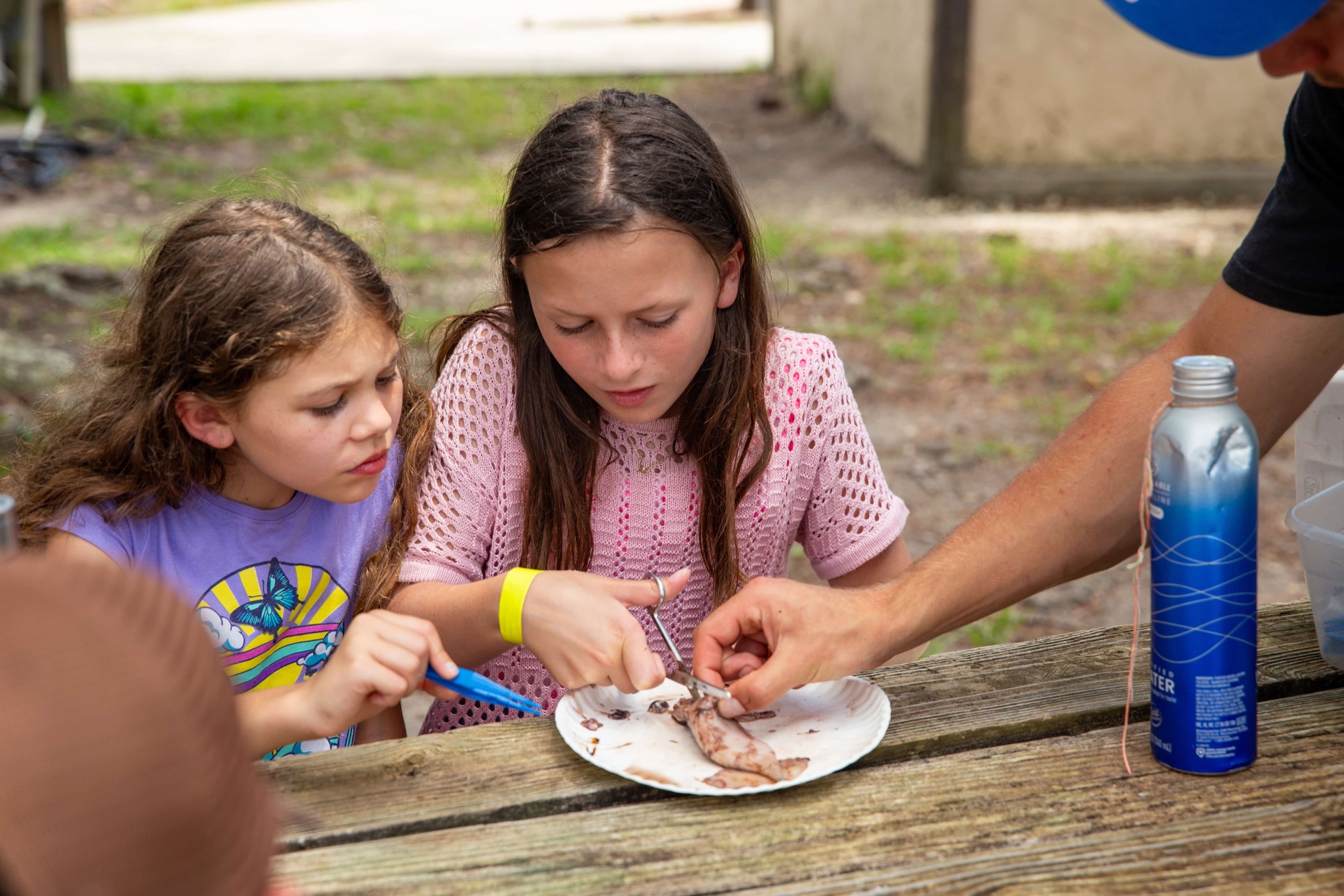 Dissect marine animals activity